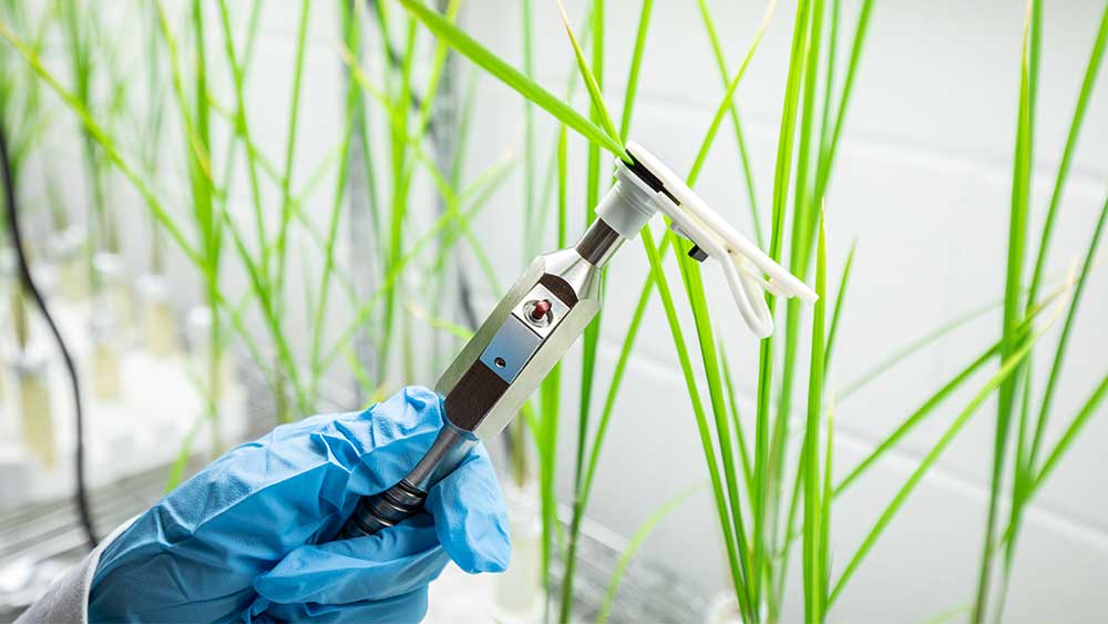 gloved hand holding lab instrument clamped onto plant leaf