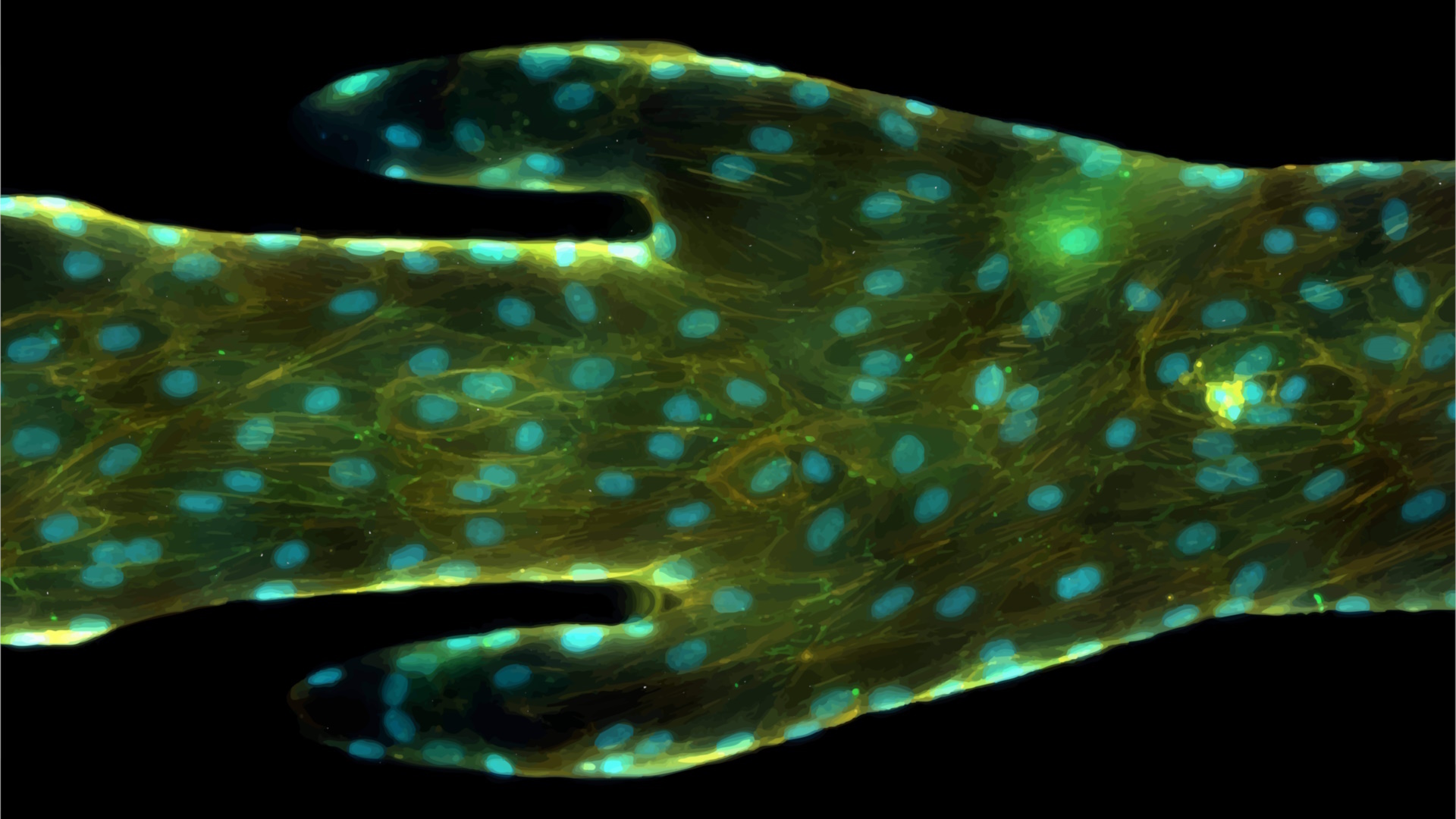 Microscopic image