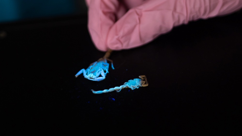 An illuminated scorpion
