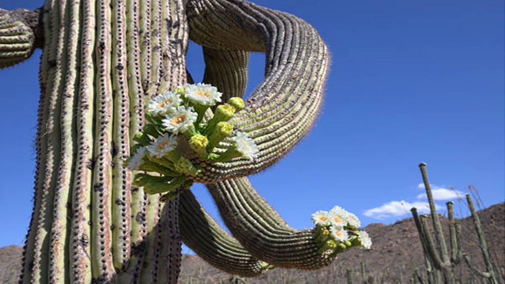 A cactus in the desert.