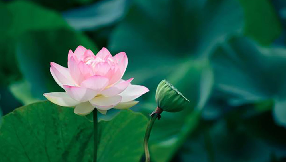 Pink flower