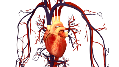 Human Heart And Circulatory System