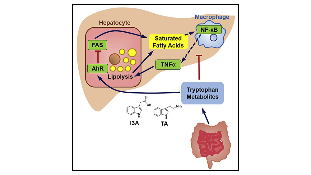 Jayaraman links gut microbiota with liver disease