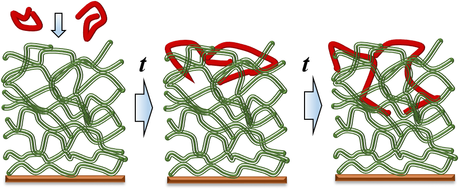 polymer movement research