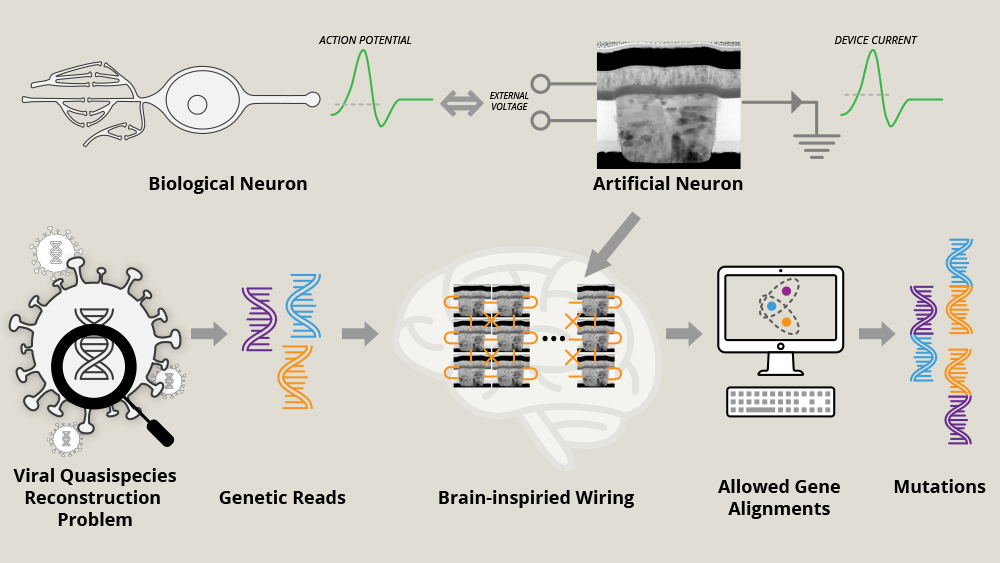 Schematic showing a biological neuron next to its synthetic counterpart on the top row. In the bottom row, many synthetic neurons connected together are shown solving the viral quasispecies reconstruction problem.