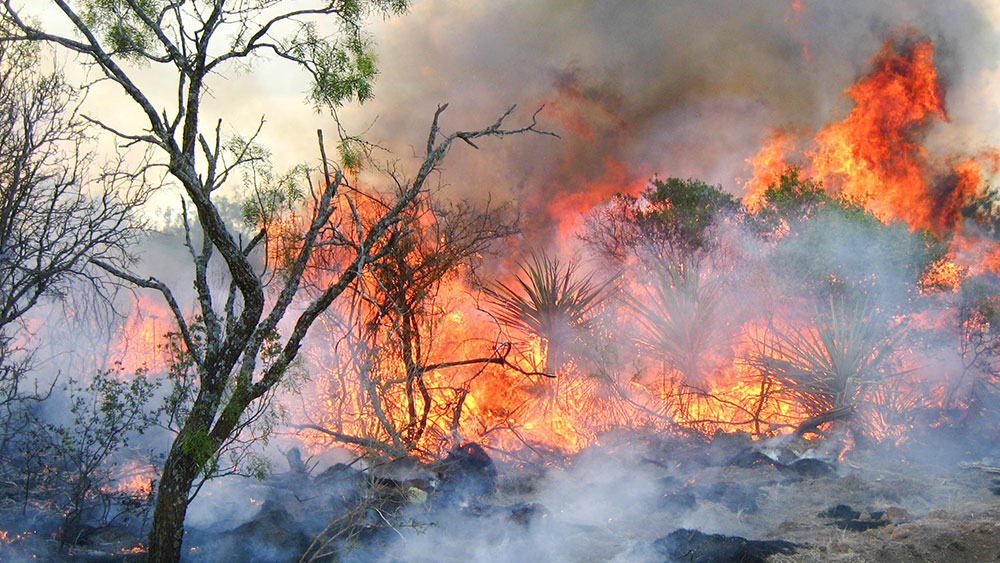 Photo of prescribed burn at the Sonora Research Station in Texas