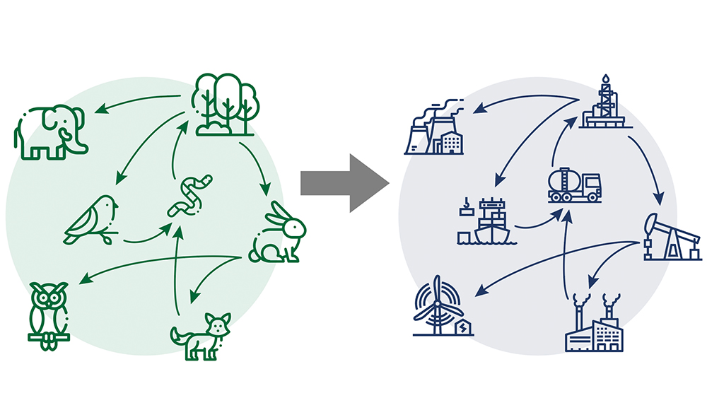 Food web shown next to a hypothetical industry network.