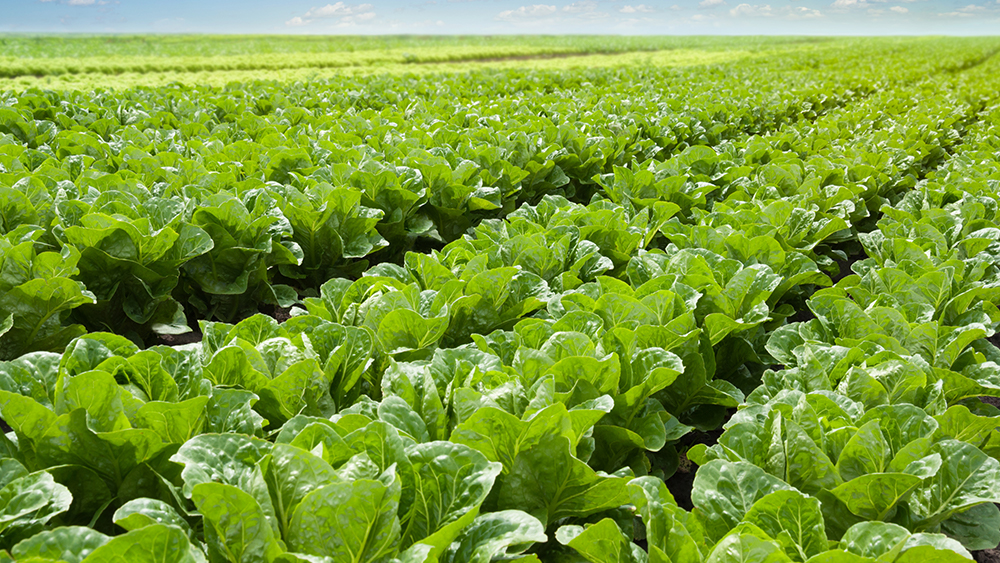 Rows of lettuce on a field