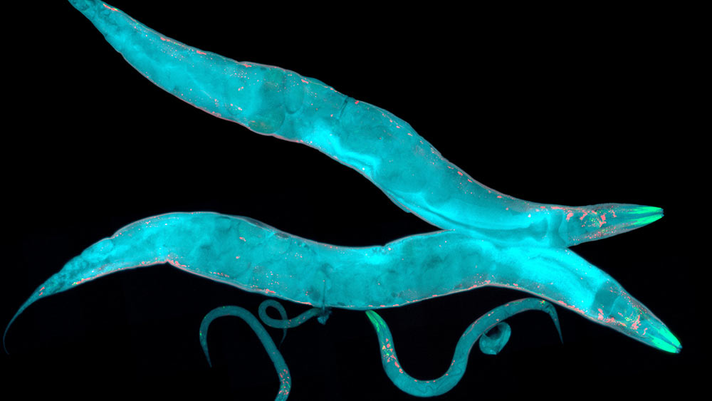 Nematodes glowing fluorescently