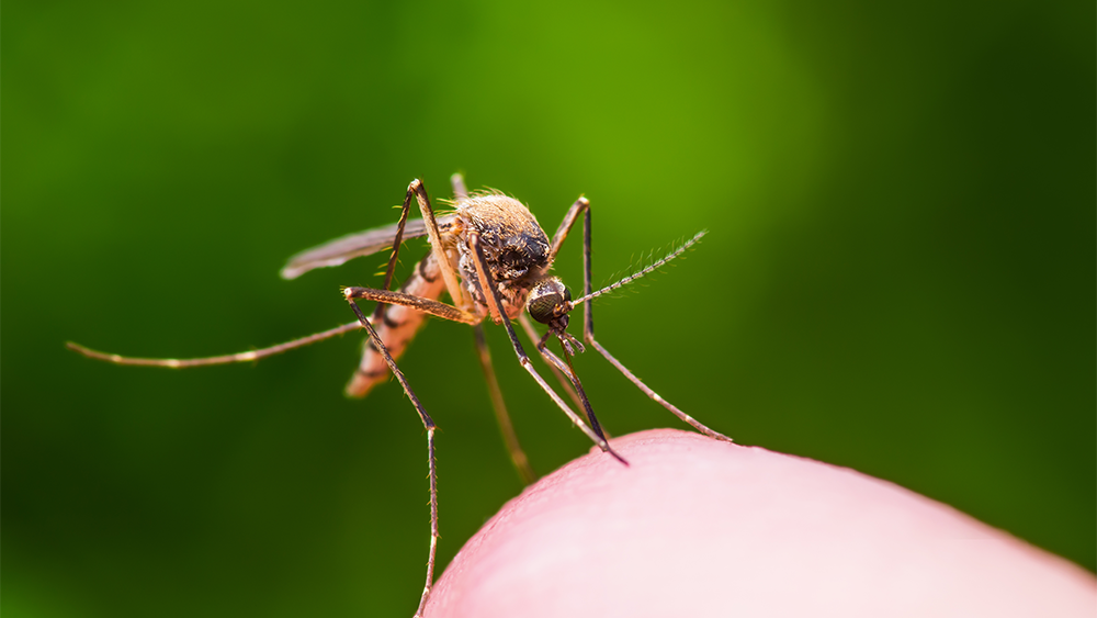 Mosquito lands on a human's finger