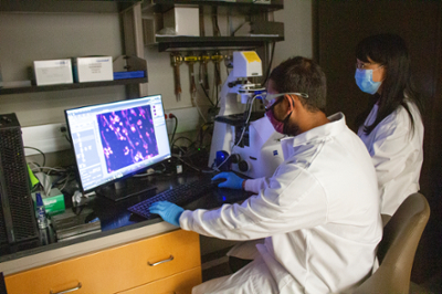 A male student sits at a table, looking through a microscope. A female professor stands behind him. On a computer screen is an image of the what the microscope sees, a series of long, thin pieces of material.