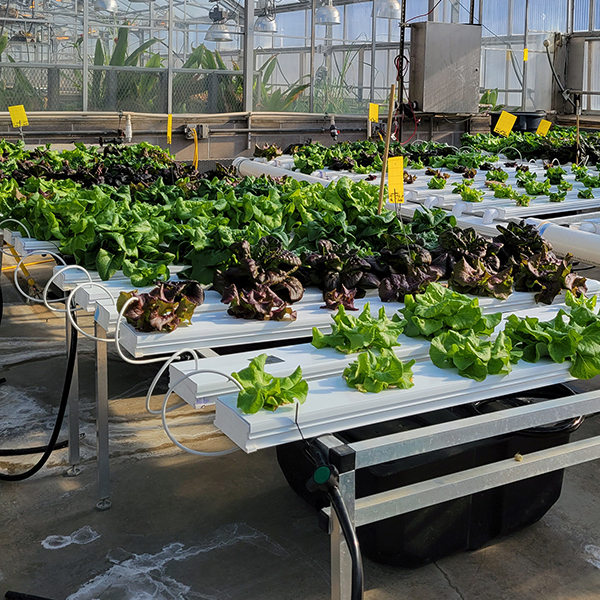 Lettuce growing in a greenhouse.