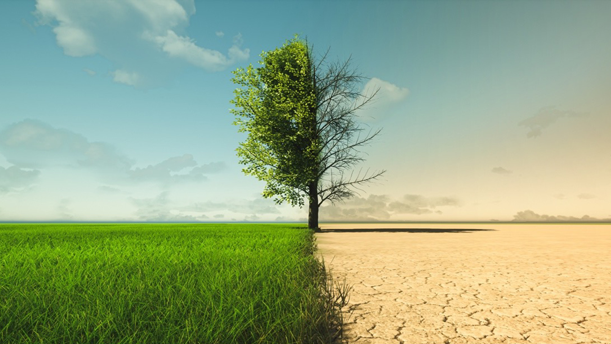 A split image depicting green growth on the left and drought conditions on the right.