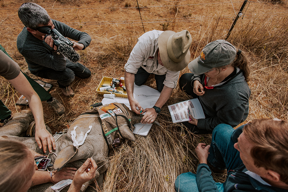 Several people gather around a restrained rhinoceros with documents and tools. One person is pointing a camera at the activity.