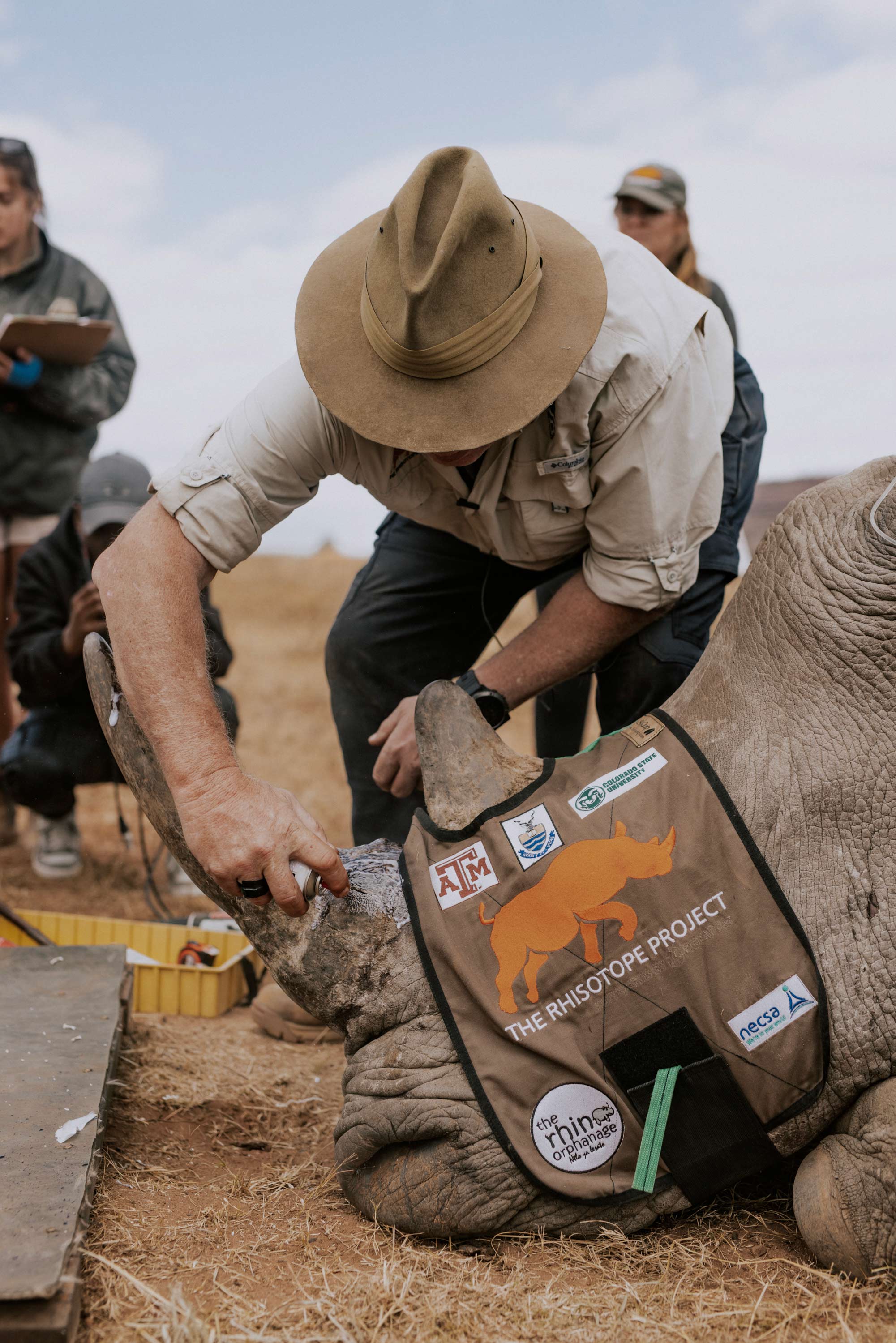 A man in outdoors clothing sprays liquid from a spray can into a restrained rhinoceros’ horn.