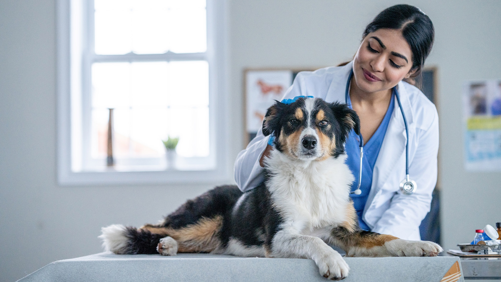 A veterinarian and a dog.