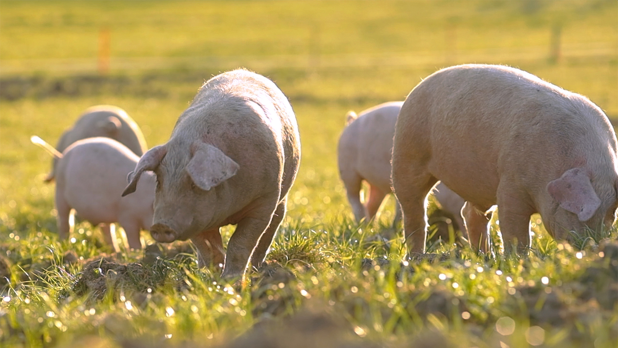 Pigs grazing in a field.