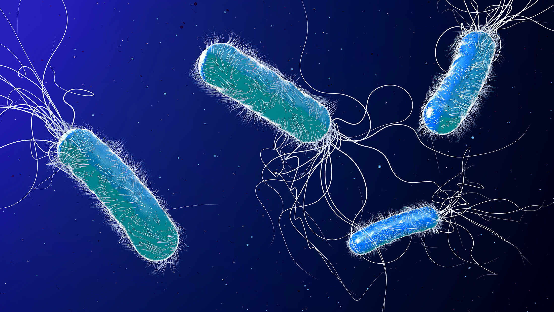 Multiple blue-colored bacteria with flagella.