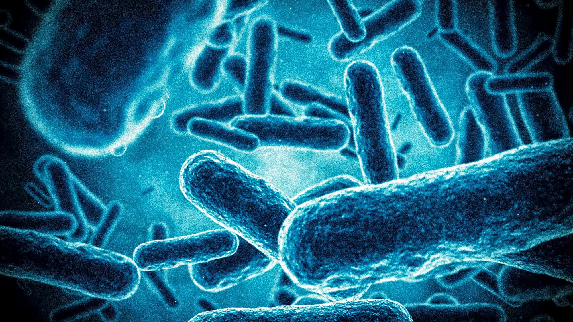 A stock image of bacteria.